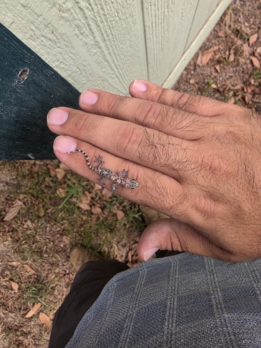 Mediterranean House Gecko