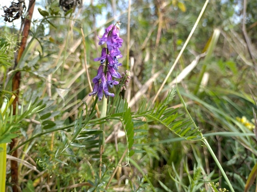 tufted vetch