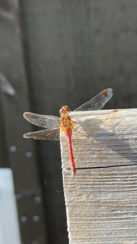 Autumn Meadowhawk