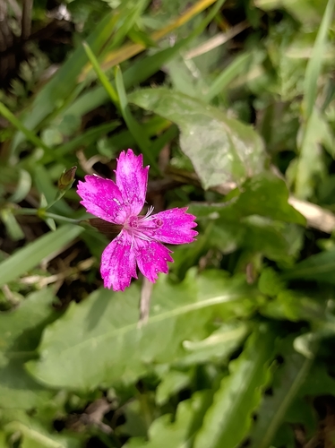 Maiden Pink