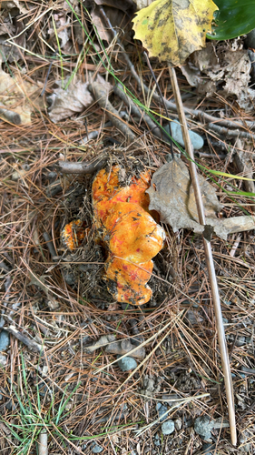 lobster mushroom