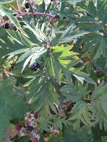Cutleaf Blackberry