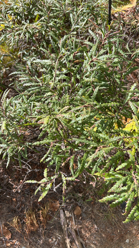 sweetfern
