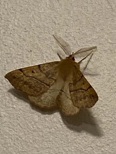 Feathered Thorn