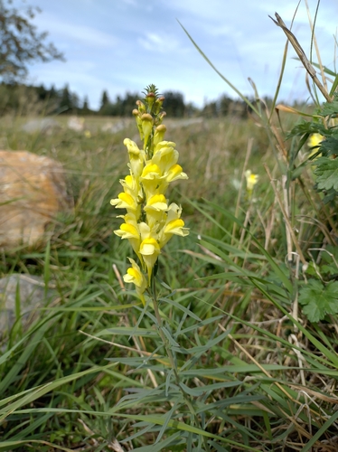 common toadflax