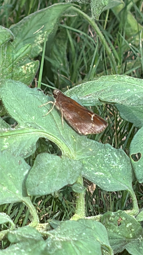 Clouded Skipper