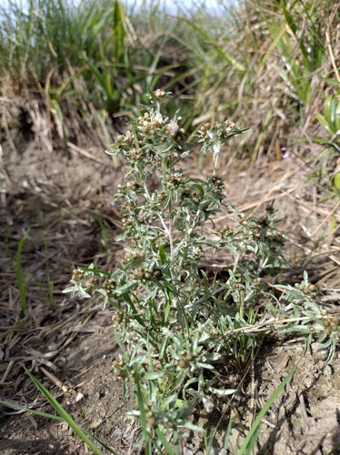 marsh cudweed