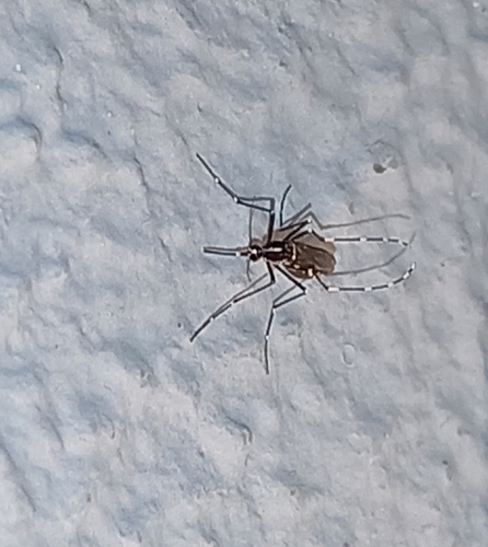Asian Tiger Mosquito
