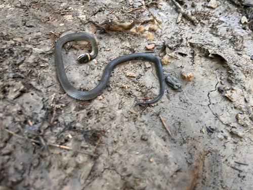 Ring-necked Snake