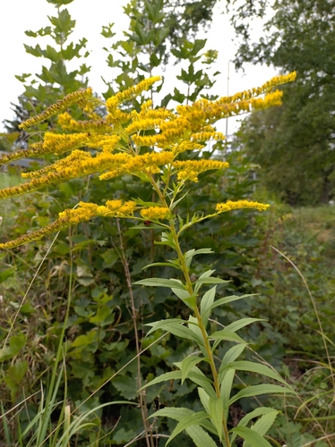 Canada goldenrod