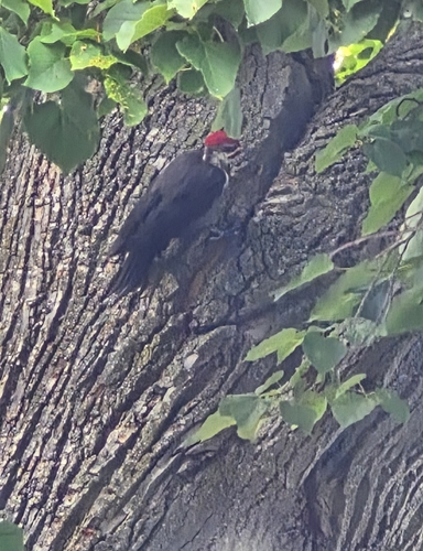 Pileated Woodpecker