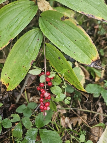 Solomon's plume