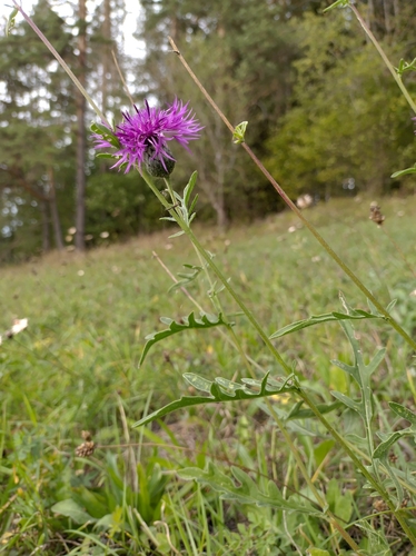Greater Knapweed