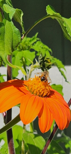 Common Drone Fly