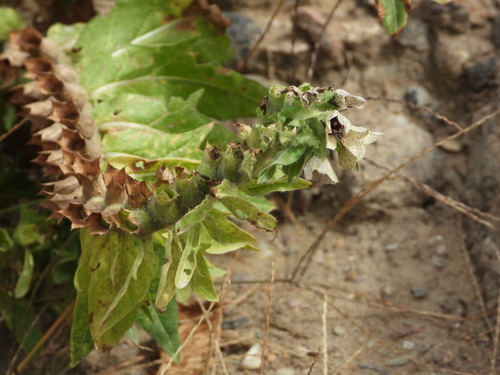 black henbane