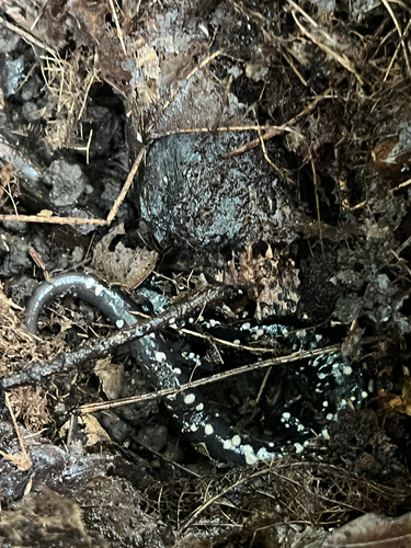 Northern Slimy Salamander
