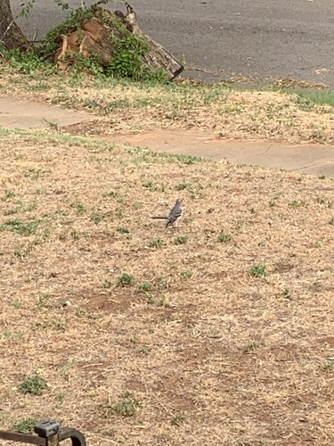 Northern Mockingbird