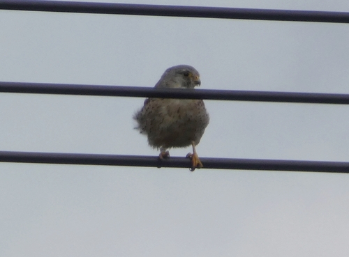Eurasian Kestrel