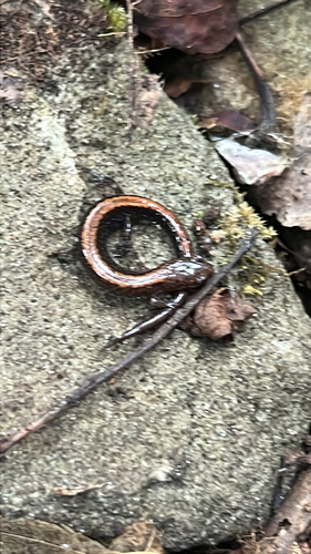 Eastern Red-backed Salamander