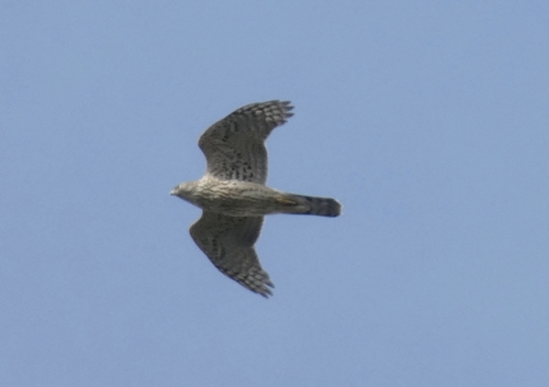 Eurasian Goshawk