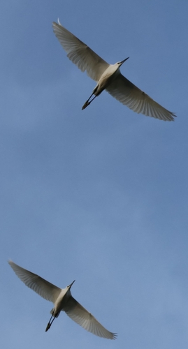 Little Egret