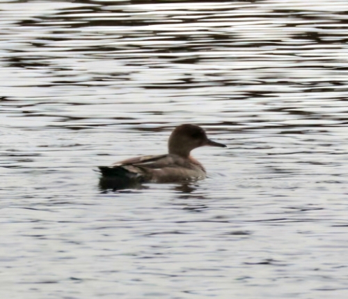 Hooded Merganser