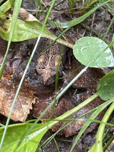 American Toad