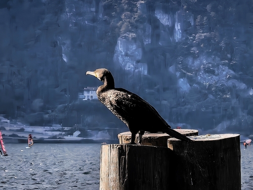 Great Cormorant