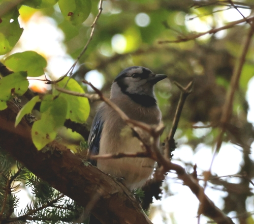 Blue Jay