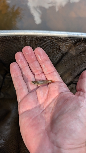 Gulf Darter