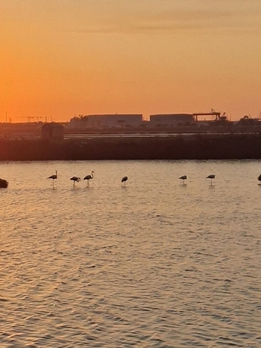 Greater Flamingo