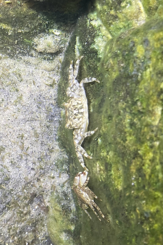 Marbled Crab