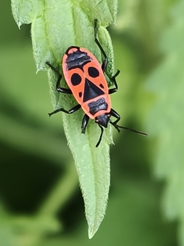 European Firebug