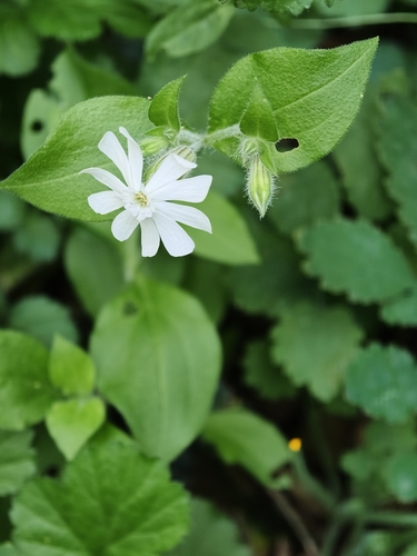 white campion