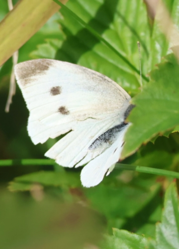 Small White