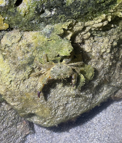Warty Crab