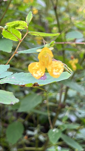 pale jewelweed