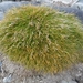 Antarctic Hairgrass - Photo (c) Rémi Bigonneau, all rights reserved, uploaded by Rémi Bigonneau