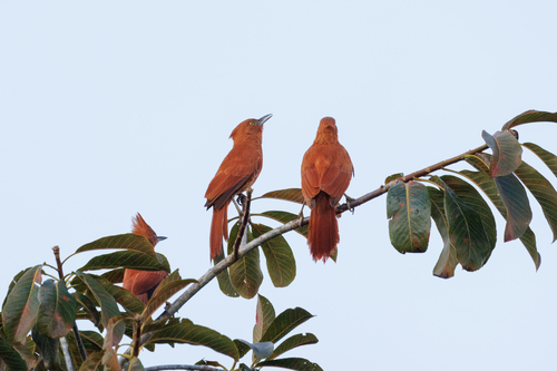 Caatinga Cacholote