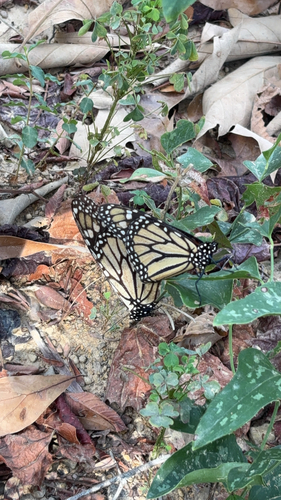 Monarch