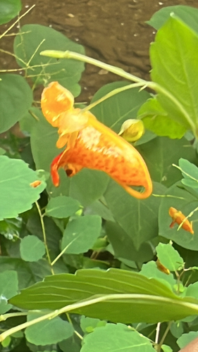 common jewelweed