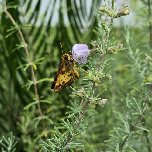 Zabulon Skipper