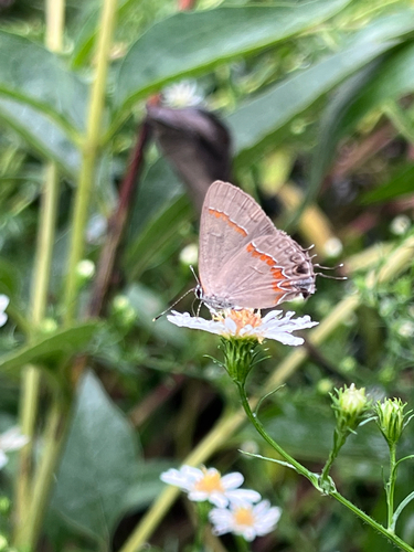 Red-banded Hairstreak