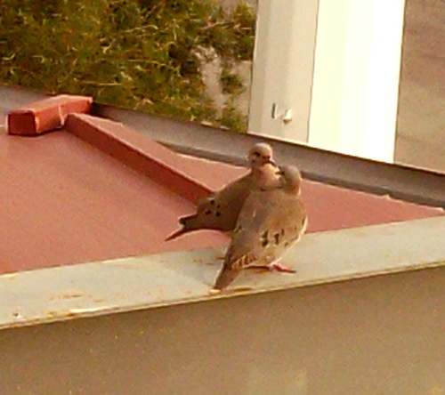 Eared Dove