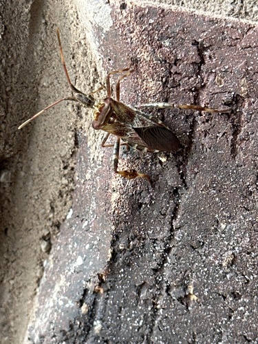 Western Conifer Seed Bug