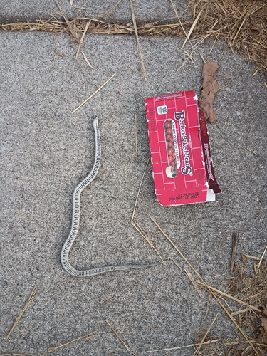 Lined Snake