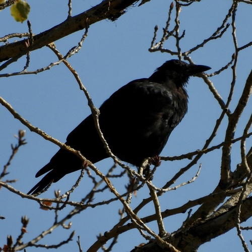 American Crow