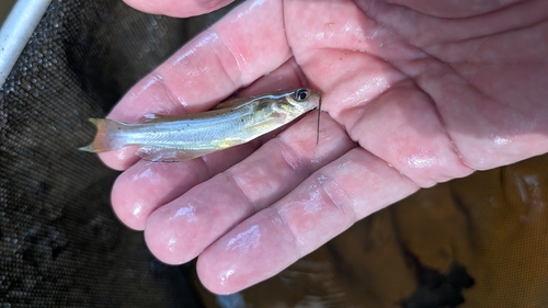 Channel Catfish