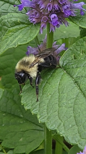 Common Eastern Bumble Bee