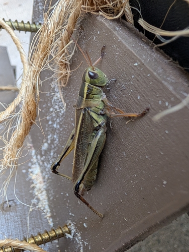 Two-striped Grasshopper